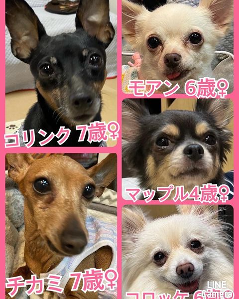 🐾今日の里親様募集中ワンコ🐶メンバーです🐾2022,10,30【保護犬カフェ天神橋店】